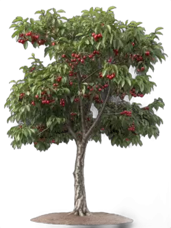 Imagen PNG para descargar